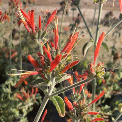 Dicliptera sericea - Champion Plants