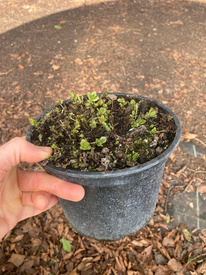 Veronica austriaca subsp. teucrium 'Crater Lake Blue' - AGM - Champion Plants