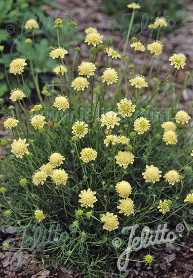 Scabiosa ochroleuca Moon Dance - Champion Plants