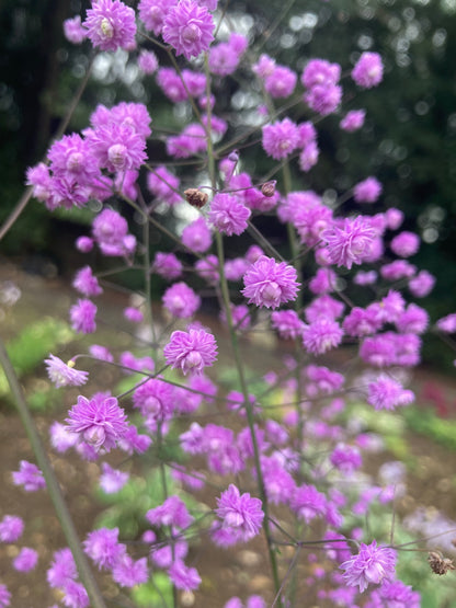 Thalictrum delavayi Hewitt’s Double - Champion Plants