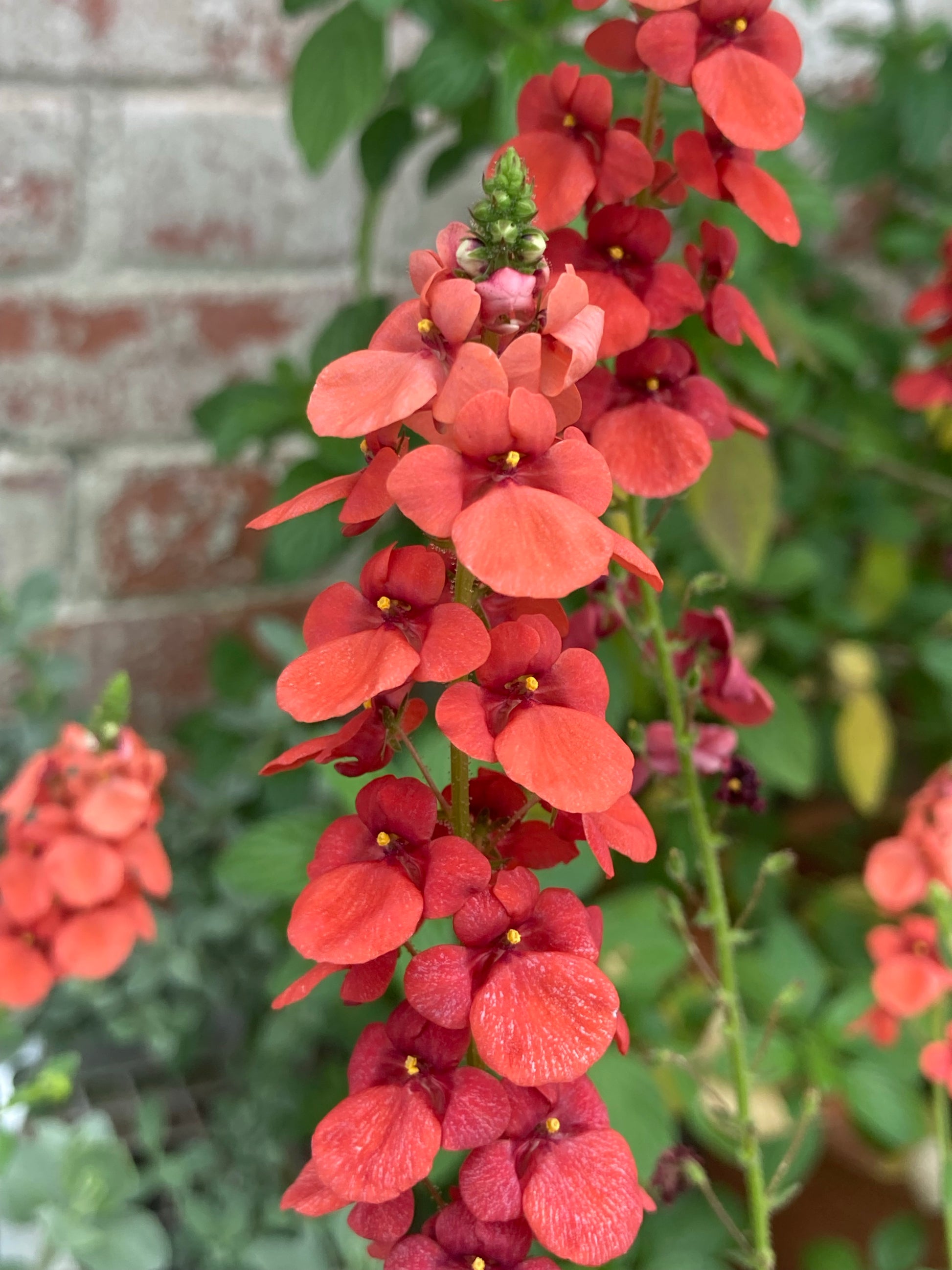 Diascia personata Coral Spires - Champion Plants