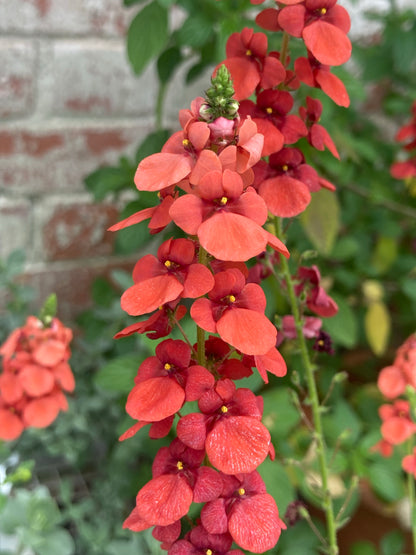 Diascia personata Coral Spires - Champion Plants