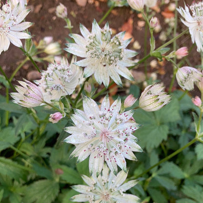 Astrantia major Margery Fish (Shaggy) - Champion Plants