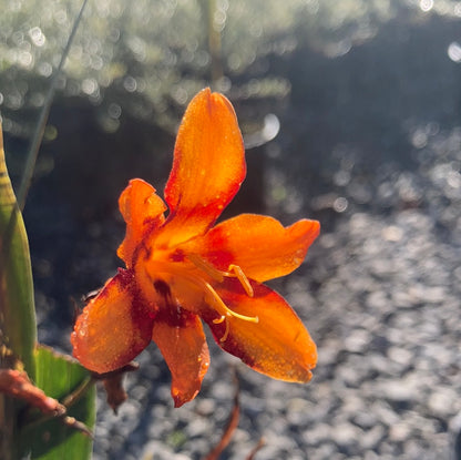 Crocosmia 'Emily McKenzie' - Champion Plants