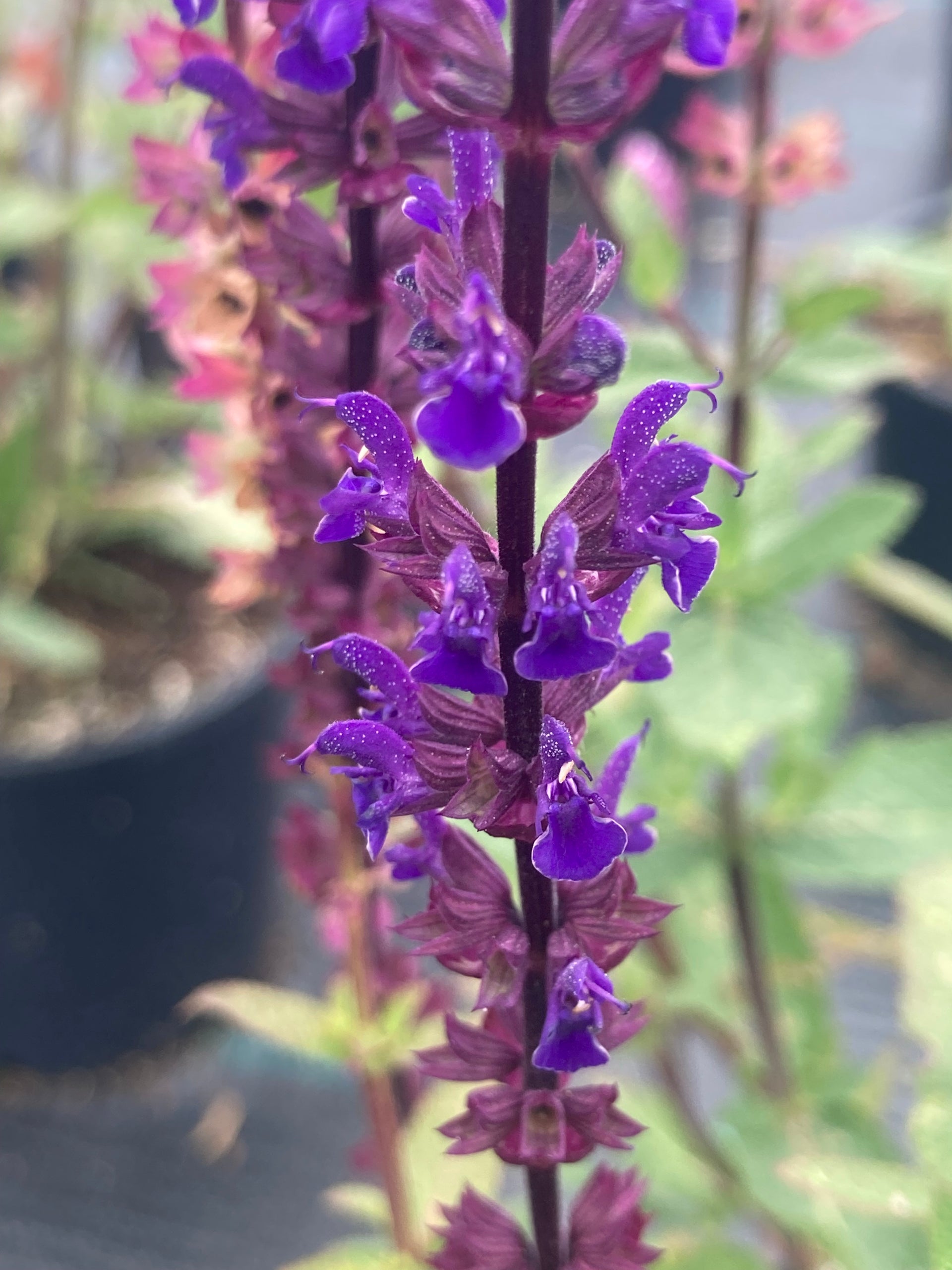 Buy meadow sage Salvia nemorosa Schwellenburg: £7.99 Delivery by