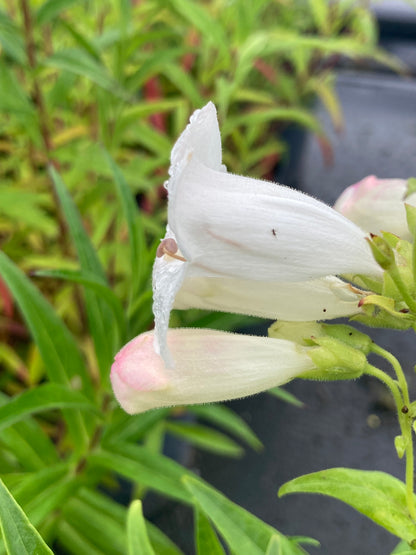 Penstemon Snowstorm - Champion Plants