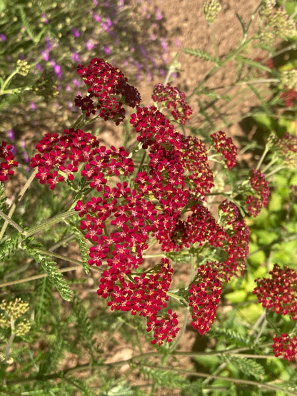 Achillea Cassis - Champion Plants