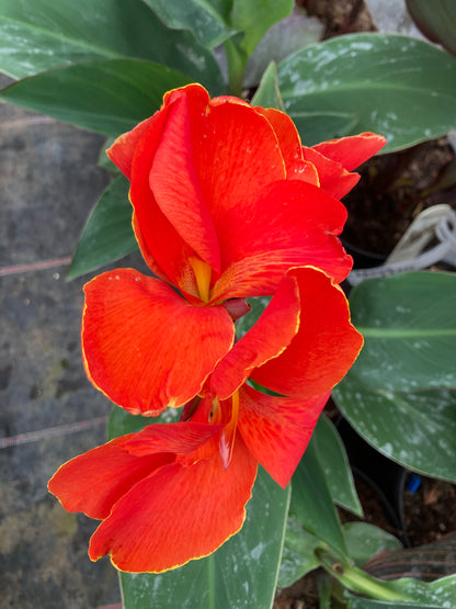 Canna The President - Champion Plants