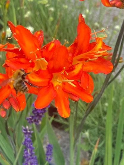 Crocosmia Spitfire - Champion Plants