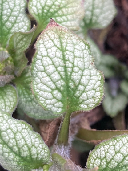 Brunnera macrophylla Silver Spear - Champion Plants