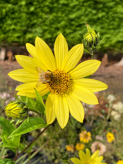 Helianthus Lemon Queen - AGM - Champion Plants