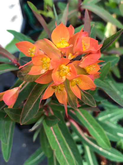 Euphorbia griffithii Fireglow - Champion Plants