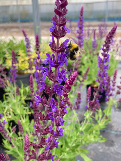 Salvia nemorosa Lubecca - AGM - Champion Plants