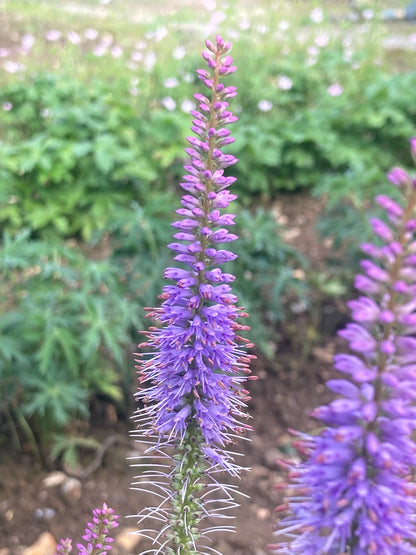 Veronicastrum Fascination - Champion Plants