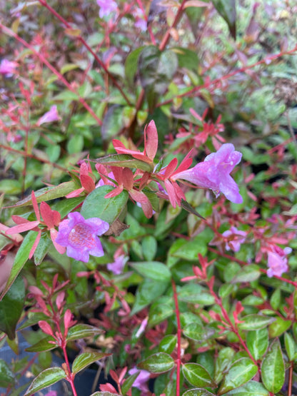 Abelia grandiflora Edward Goucher - AGM - Champion Plants