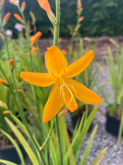 Crocosmia 'George Davison' - Champion Plants