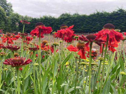 Helenium 'Moerheim Beauty' - AGM - Champion Plants