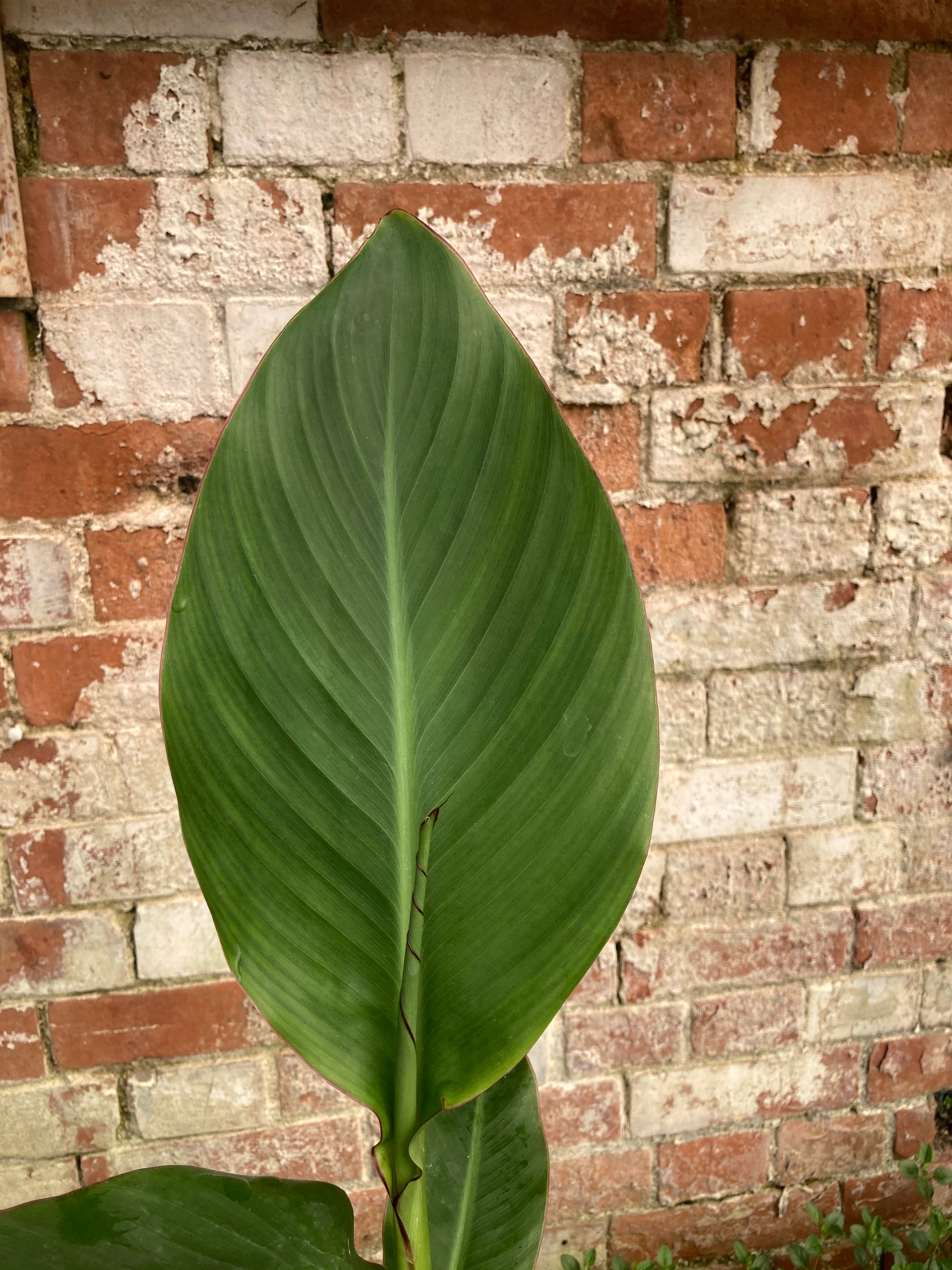 Canna × ehemannii - Champion Plants