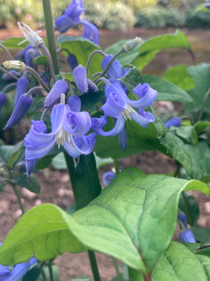 Clematis heracleifolia Cote d'Azur - Champion Plants