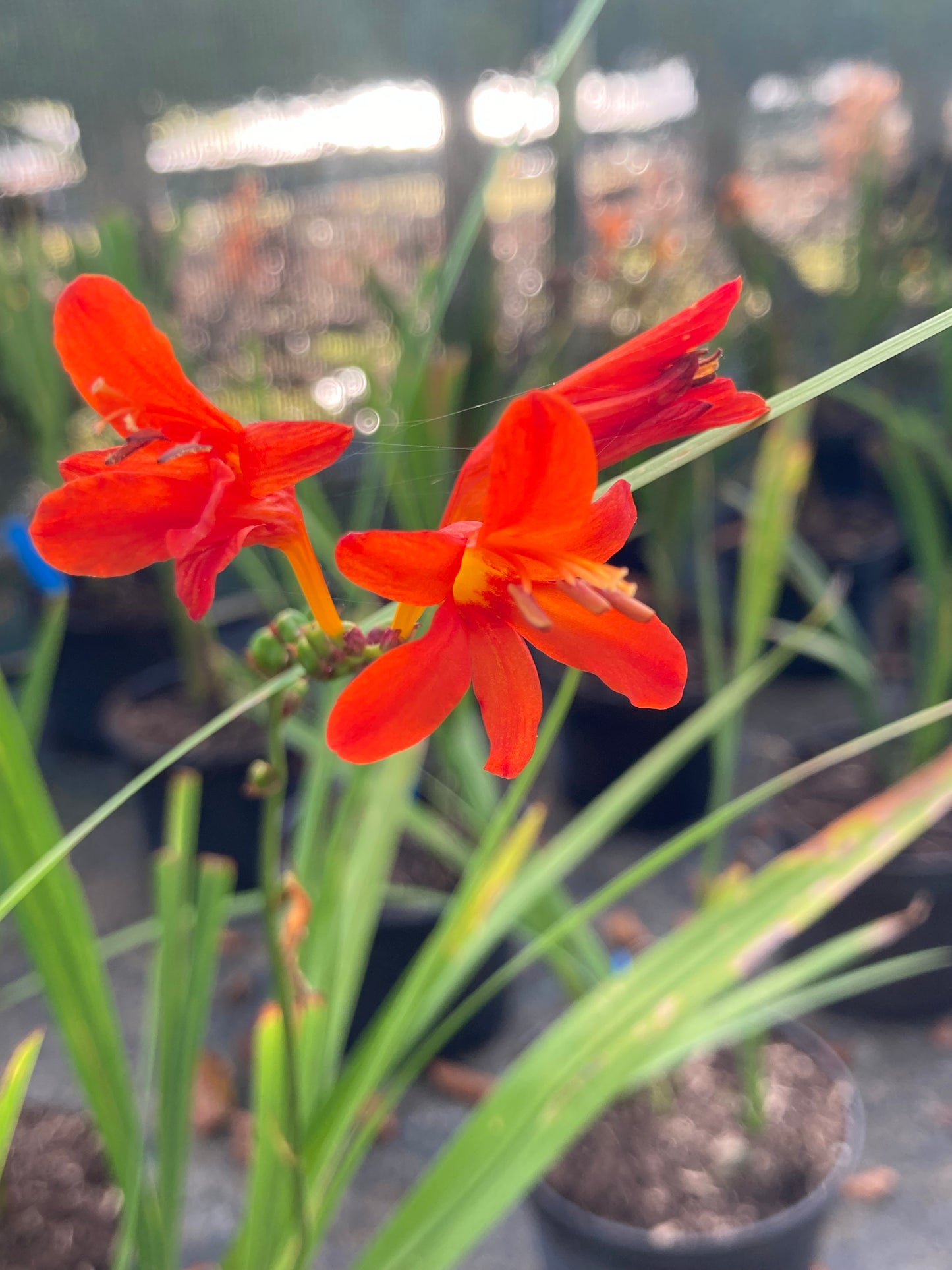 Crocosmia 'Mistral' - Champion Plants