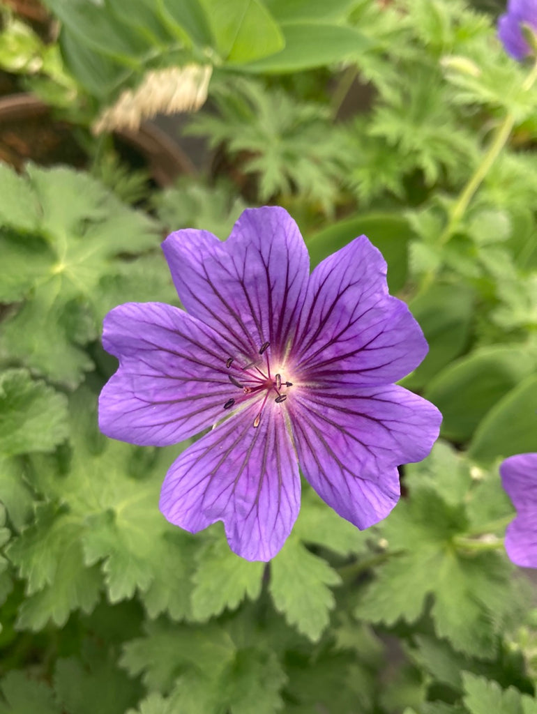 Geranium 'Alan Mayes' – Champion Plants