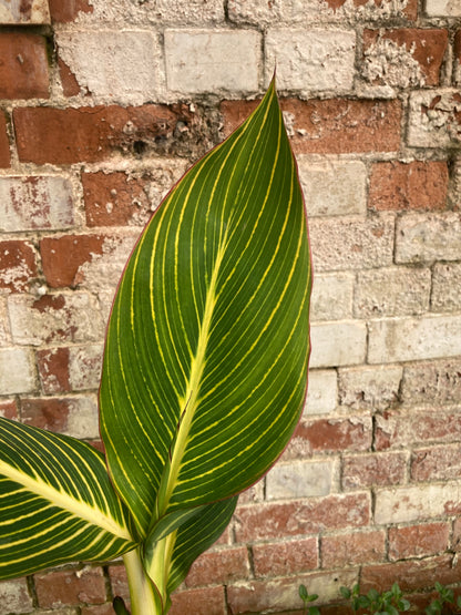 Canna Pretoria (Bengal Tiger) - Champion Plants