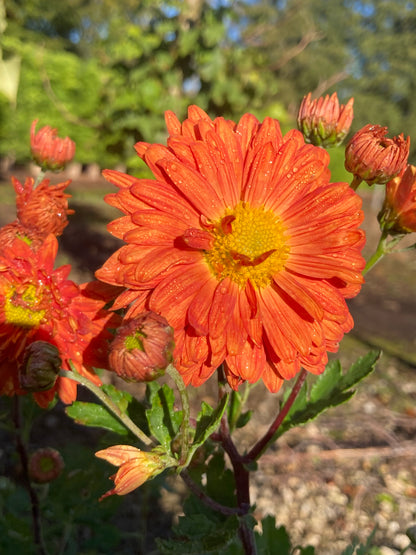 Chrysanthemum Paul Boissier - Champion Plants