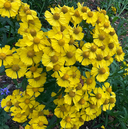 Helenium Helena Gold - Champion Plants