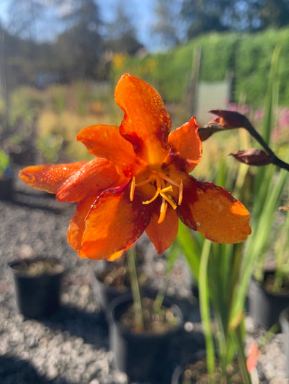 Crocosmia 'Emily McKenzie' - Champion Plants