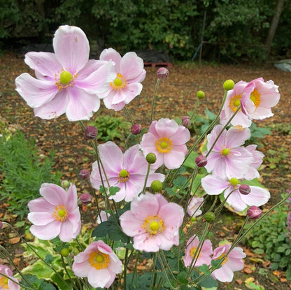 Anemone × hybrida 'Lorelei' - Champion Plants