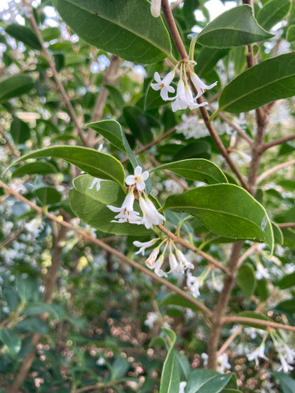 Osmanthus x burkwoodii - Champion Plants