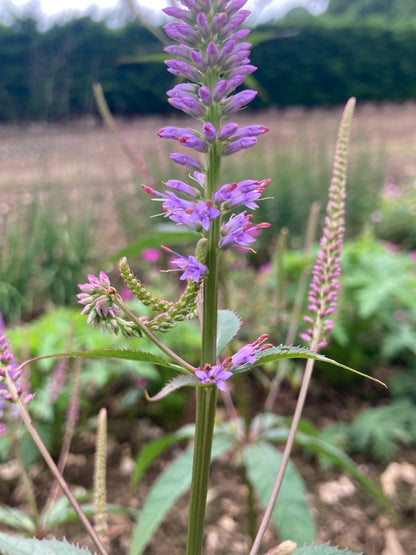 Veronicastrum Fascination - Champion Plants