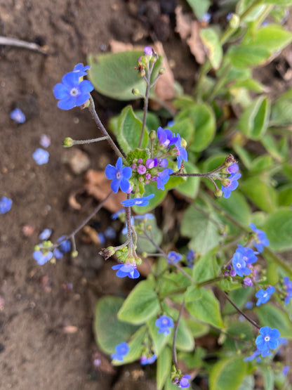 Brunnera macrophylla - Champion Plants