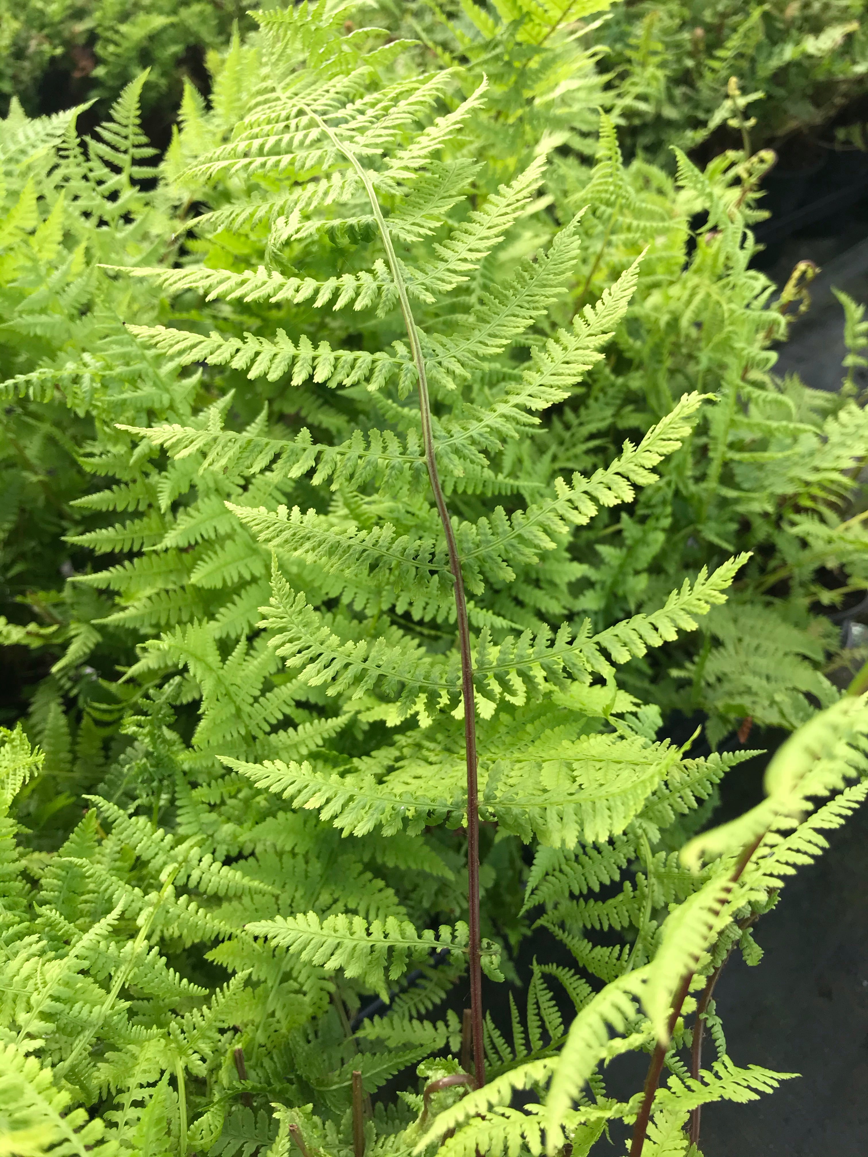 BUY Athyrium filix-femina Lady In Red Online UK Plant Nursery ...