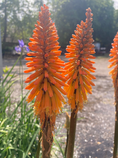 Kniphofia Fiery Fred - Champion Plants