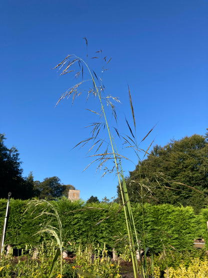 Stipa extremiorientalis - Champion Plants