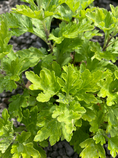 Chrysanthemum Uri - Champion Plants