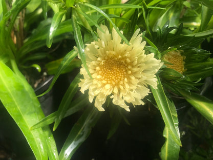 Stokesia laevis Mary Gregory - Champion Plants