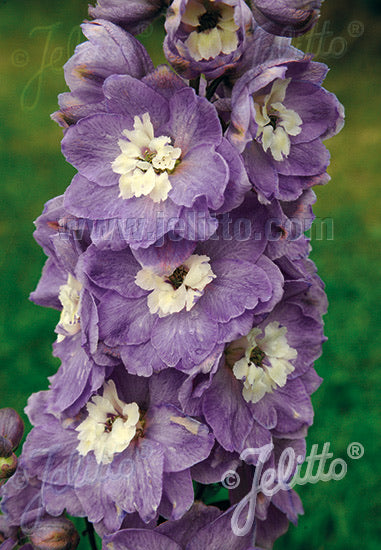 Delphinium Pacific Giants Camelliard - Champion Plants