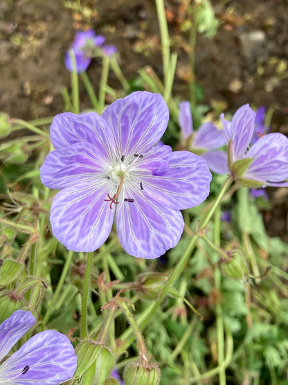 Geranium pratense 'Mrs Kendall Clark' - AGM - Champion Plants