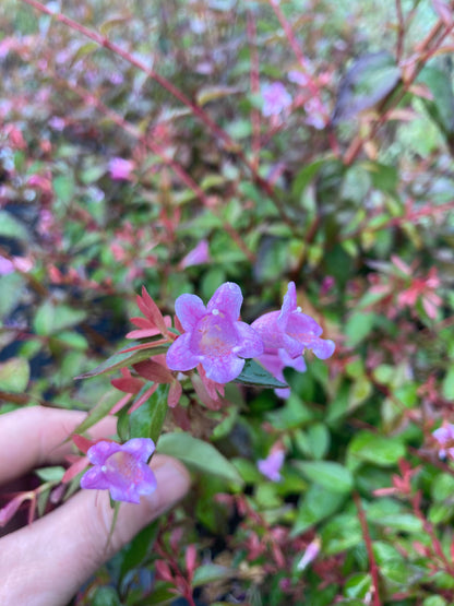 Abelia grandiflora Edward Goucher - AGM - Champion Plants