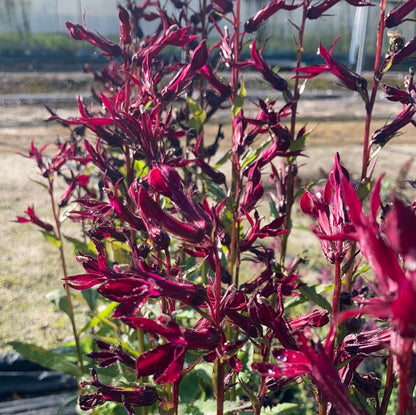 Lobelia Sparkling Ruby - Champion Plants