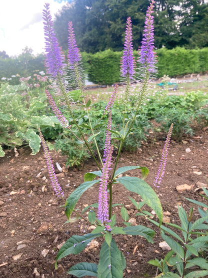 Veronicastrum Fascination - Champion Plants