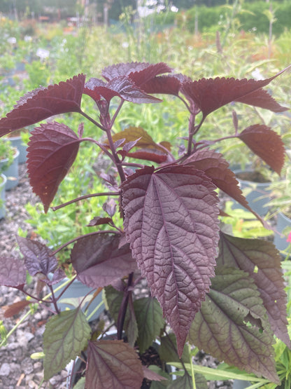 Eupatorium Rugosum 'Chocolate' - Champion Plants