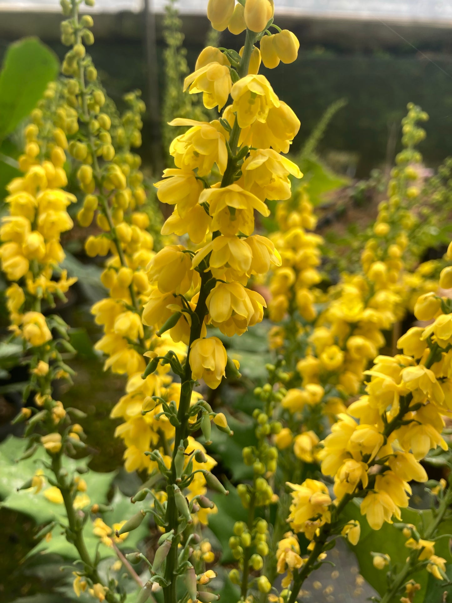 Mahonia media Charity - Champion Plants