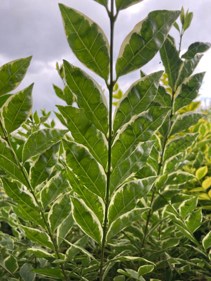 Ligustrum oval. Argenteum - Champion Plants