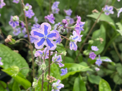 Omphalodes cappadocica Starry Eyes - Champion Plants