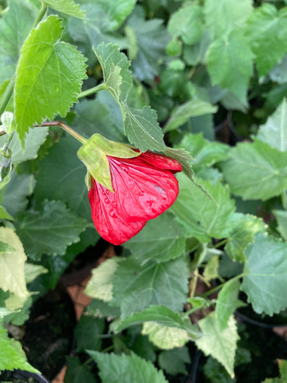 Abutilon Nabob - AGM - Champion Plants