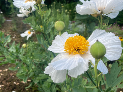 Romneya coulteri - AGM - Champion Plants