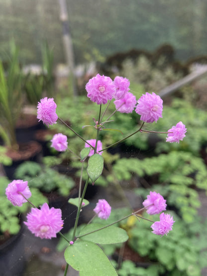 Thalictrum delavayi Hewitt’s Double - Champion Plants